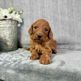 Fiona - Red female Irish Doodle puppy in Hammond, Wisconsin from Queen of the Hill Puppies