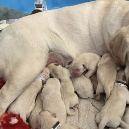 Labrador Retrievers from Hill's Labs
