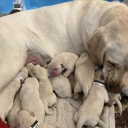 Labrador Retrievers from Hill's Labs