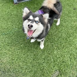 Sailor - Pomsky