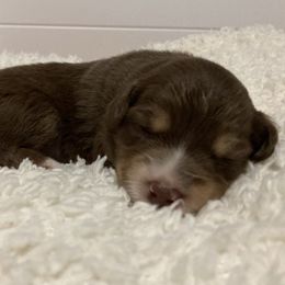 Miniature Australian Shepherd Puppies from Blue Skye's Miniature Australian Shepherds