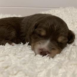 Miniature Australian Shepherd Puppies from Blue Skye's Miniature Australian Shepherds