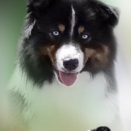DEFIANCE - Miniature American Shepherd