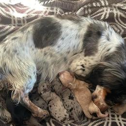 Dachshund Puppies from Vandruff Creek Mini Dachshunds
