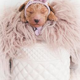 Bernedoodle and Goldendoodle Puppies from Hommel’s Mini Darling Doodles
