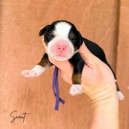 Scout - Tri-color female Bernedoodle puppy in Wamego, Kansas from Doodles of Oz