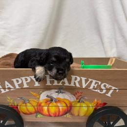 Black silver green collar - Black and silver male Miniature Schnauzer puppy in Teton County, Montana from East Front Labradors & Treasure State Schnauzers