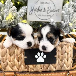 Boy 2 - Black tan and white male Biewer Terrier puppy in North Chelmsford, Massachusetts from Coastal Yorkshire Terrier Yorkies & Biewer Terriers