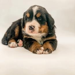 Merle Haggard - Black rust and white male Bernese Mountain Dog puppy in Hudson, Indiana from TurkeyCreek-K9