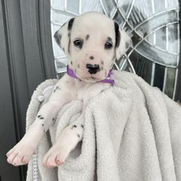 Magenta Ribbon Girl - White and black female Dalmatian puppy in Hillsville, Virginia from Spot On Dalmatians