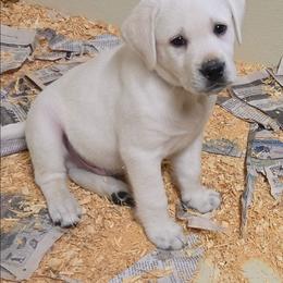 Alex -Red collor - Yellow male Labrador Retriever puppy in Middleburg, Pennsylvania from Countrylanes labs