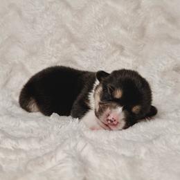 Spooky - Black and tan male Pembroke Welsh Corgi puppy in Northwood, Iowa from Sorrel Sands Corgis