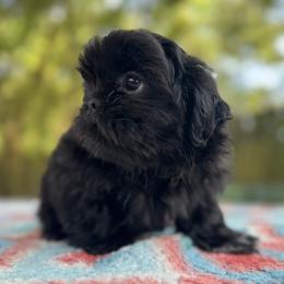 Girl 1 - Black female Shih Tzu puppy in Mobile, Alabama from FluffyTail Shih Tzu