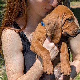 Blueberry  (royal blue collar) - Redbone Coonhound puppy from Cedar Forest Redbones