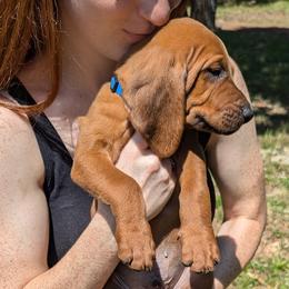 Blueberry  (royal blue collar) - Redbone Coonhound puppy from Cedar Forest Redbones