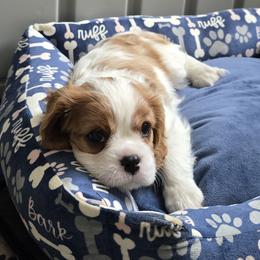 Cavalier King Charles Spaniels from Children's Choice Cavaliers