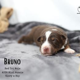 Bruno - RTM - Red tri male Miniature Australian Shepherd puppy in Nacogdoches, Texas from TK Standard, Mini, & Toy Aussies