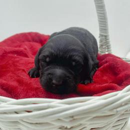 Godiva - Black male Goldendoodle puppy in North Carolina from Tuxedo Mountain Doodles
