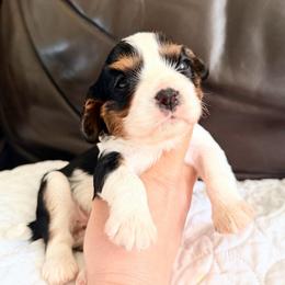Sweet Basil - Tri-color female Cavalier King Charles Spaniel puppy in De Soto, Missouri from Blooming Cavaliers