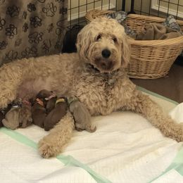 Bernedoodle and Goldendoodle Puppies from Heartfelt GoldenDoodles