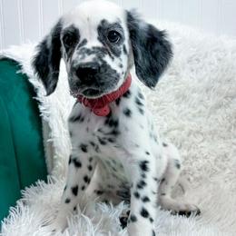 Beanie Baby - White and black male Dalmatian puppy in Gray, Georgia from Fuller Spots