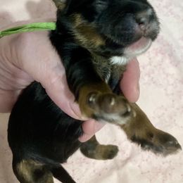 Maltipoo, Morkie, and Yorkipoo Puppies from Danza Bolo