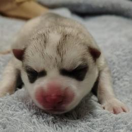 4 Merla Haggard (Reserved till 8 weeks old show evaluation) - Gray and white male Siberian Husky puppy in Heppner, Oregon from Yuki Ookami Show Kennel