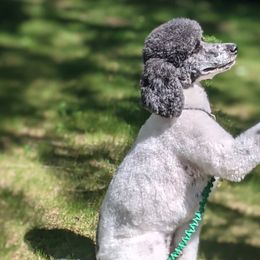 Aussiedoodles, Bernedoodles, Bernese Mountain Dogs, and Poodles from NEK Doodles