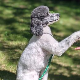 Aussiedoodles, Bernedoodles, Bernese Mountain Dogs, and Poodles from NEK Doodles
