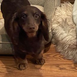 Dachshunds and Doberman Pinschers from Cornerstone Dobermans and Dachshunds
