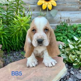 BB5 - Red and white male Basset Hound puppy in Britton, South Dakota from K&S Canines