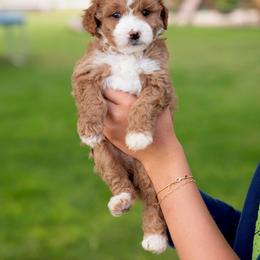 Cupcake - Red  female Goldendoodle puppy in Meridian, Idaho from Country Club Doodles