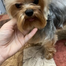 Yorkshire Terrier Puppies from Katie’s Yorkies