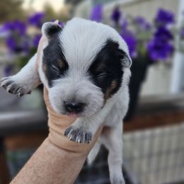 Australian Cattle Dog Puppies from Lakota Australian Cattle Dogs