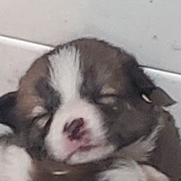 Boy 2 - male Border Collie puppy in Chester, Vermont from Countryside Border Collies