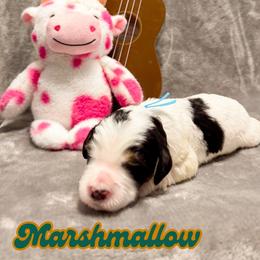 Marshmallow Fluff - Black and white male Bernedoodle puppy in Boiling Springs, South Carolina from OlliePups, LLC