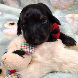 Aspen, boy - Black and tan male Dachshund puppy in Waynesboro, Tennessee from Owl Hollow Farm Miniature Dachshunds