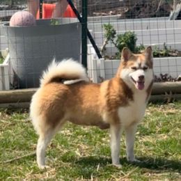 Izzy - Pomsky