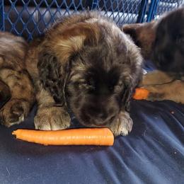 Leonberger Puppies from Corazon de Leon Leonbergers