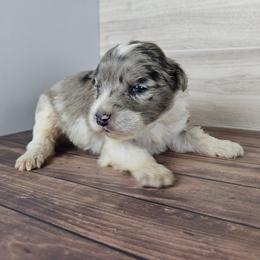 Aspen - Blue merle female Aussiedoodle puppy in Doerun, Georgia from Twig & Tail Puppies