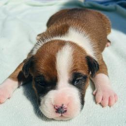 Mia - Red female American Staffordshire Terrier puppy in Guilford County, North Carolina from Explicit Kennel
