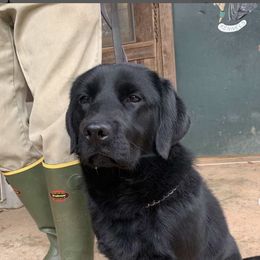 Labrador Retrievers from C-Chase’s Labradors