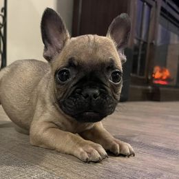 French Bulldogs from Lakeside Frenchies
