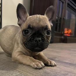 French Bulldogs from Lakeside Frenchies