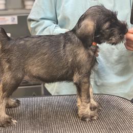 "Table training" Standard Schnauzer Puppies from Stahlkrieger Standard Schnauzers