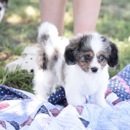 Cavalier King Charles Spaniel and Cavapoo Puppies from Lindsey’s Cavies