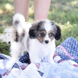Cavalier King Charles Spaniel and Cavapoo Puppies from Lindsey’s Cavies