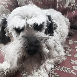 Gerti - Miniature Schnauzer
