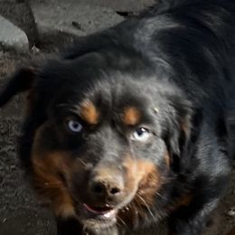 Bidie - Miniature Australian Shepherd