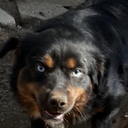 Bidie - Miniature Australian Shepherd